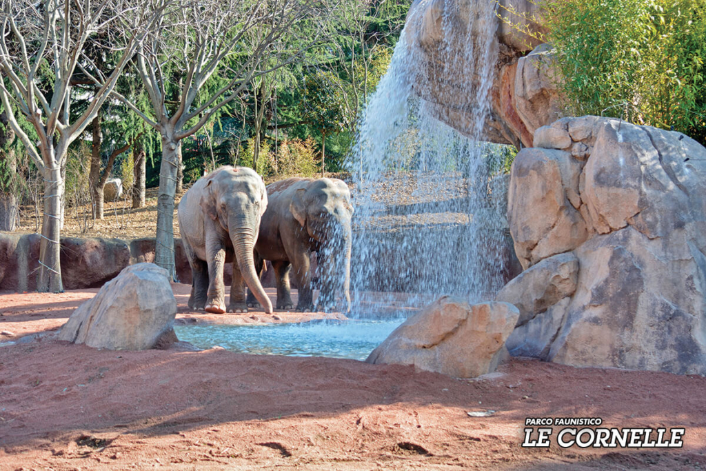 Hotel il portico 1711 foto elefanti parco faunistico le cornelle