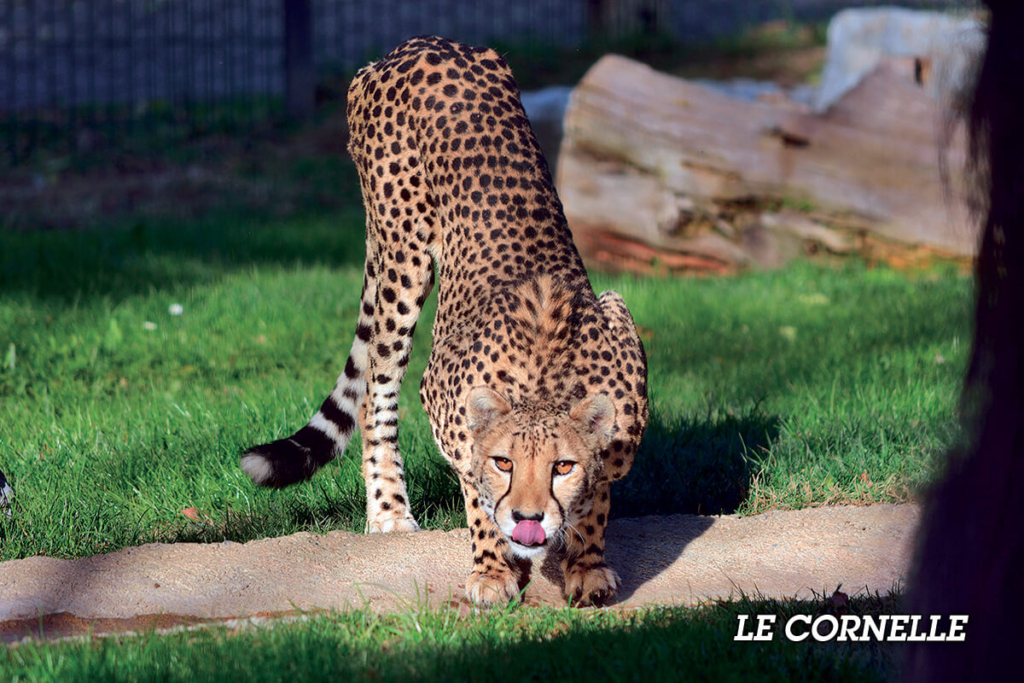 Hotel il portico 1711 foto ghepardo parco faunistico le cornelle