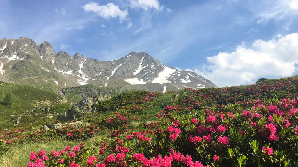 Hotel il portico 1711 dintorni prealpi ed escursioni alpe angeloga particolare fiori e montagne
