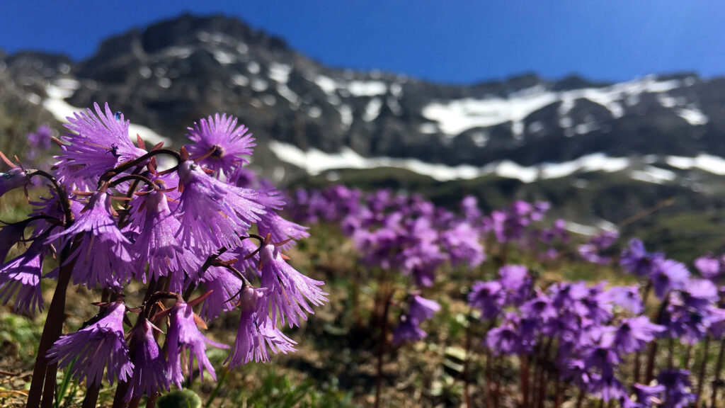 Hotel il portico 1711 dintorni prealpi ed escursioni piani di fora fiori nei prati